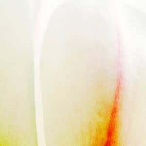 Camelia